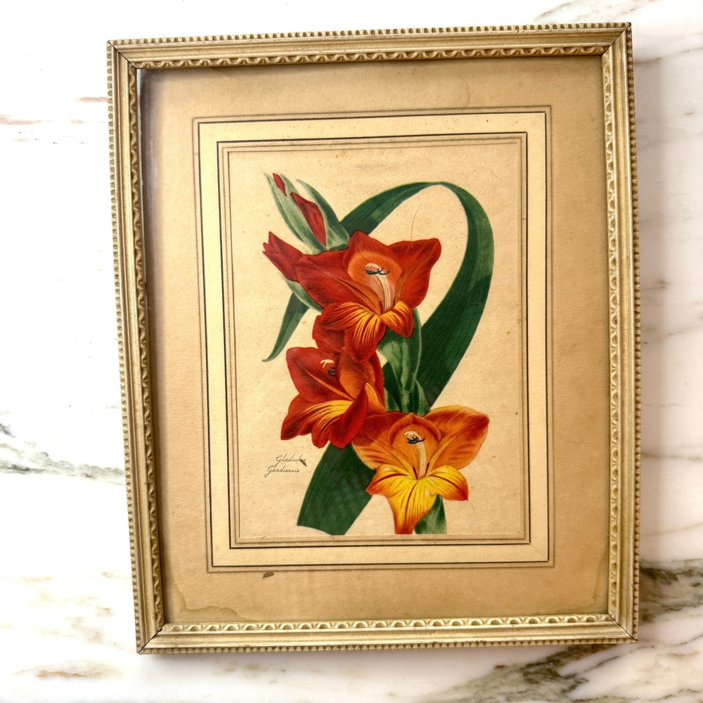 Vintage Gladiolus Gandavensis Botanical Print Framed Floral Lithograph Wall Art - Picture 2 of 6